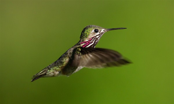 Hummingbird 1